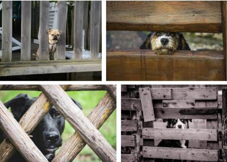 How To Dog Proof Fence? All You Need To Know