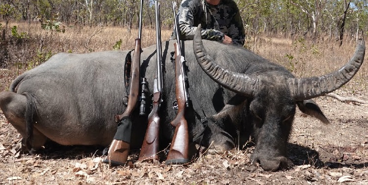 indian water buffalo