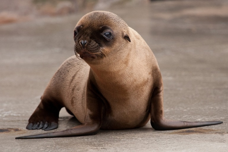 are seals related to dogs