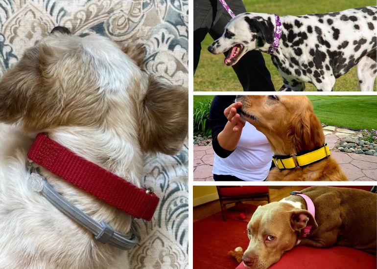 What Breeds Of Dogs Have Collars