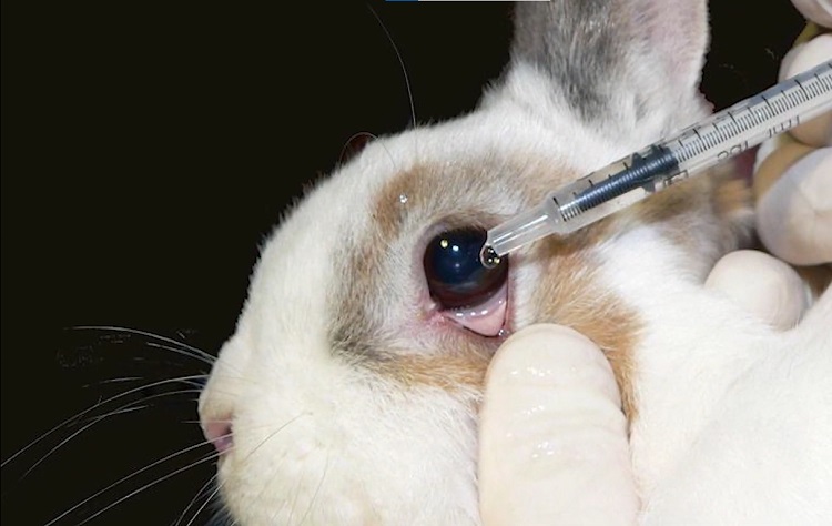  animal testing facts