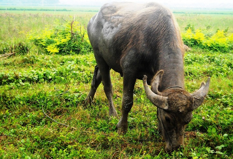 small species of water buffalo