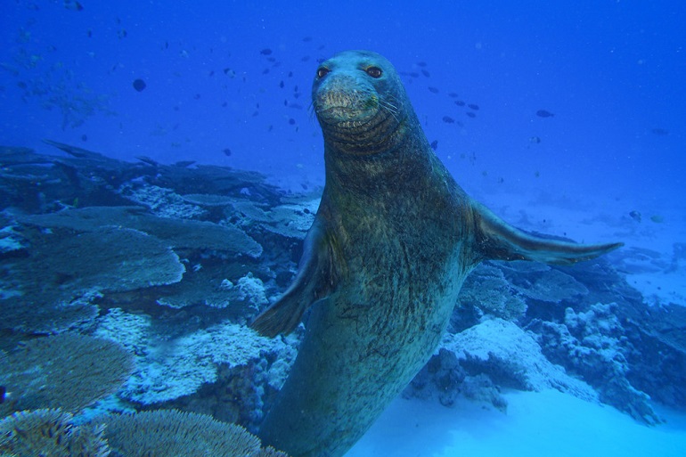 define aquatic habitat