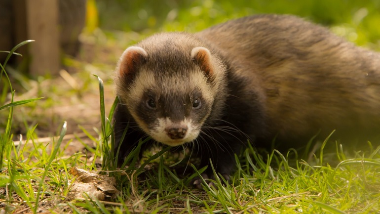 pet ferrets