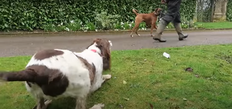 Dogs store fence barking