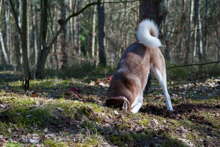 Dog getting under outlet fence