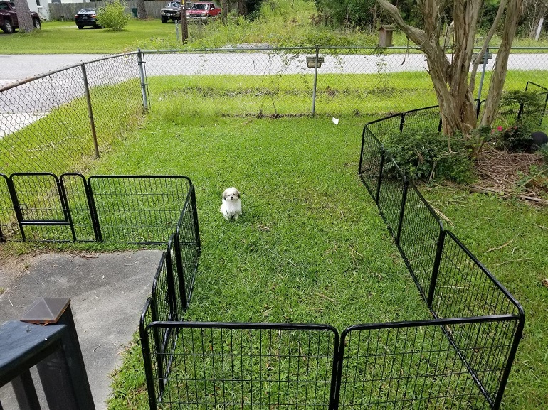 portable dog fence