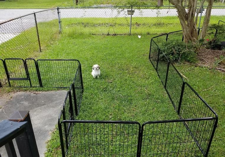 good fence for dogs