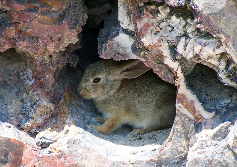 essay on natural habitats