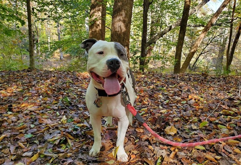 7 Best Dog Collars For Pitbull Top Picks & Buying Guide