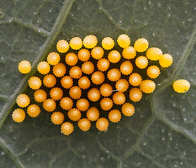 butterfly families
