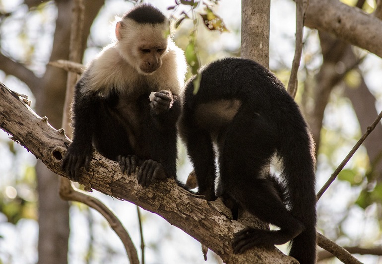 capuchin relationship