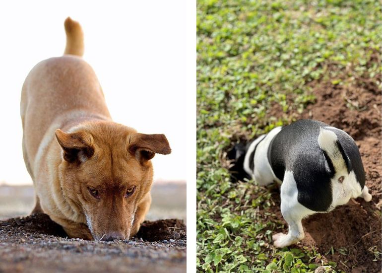 dog digging fence