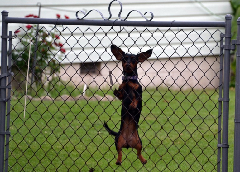 How to train a dog shop not to jump the fence