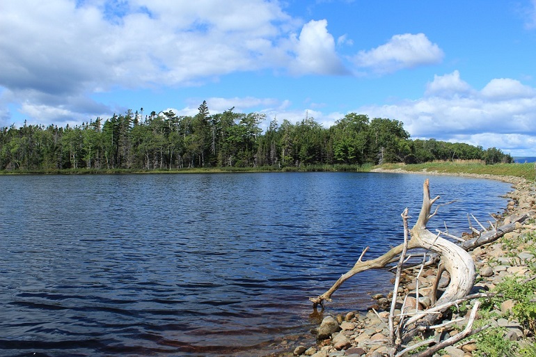 what animals live in freshwater biomes
