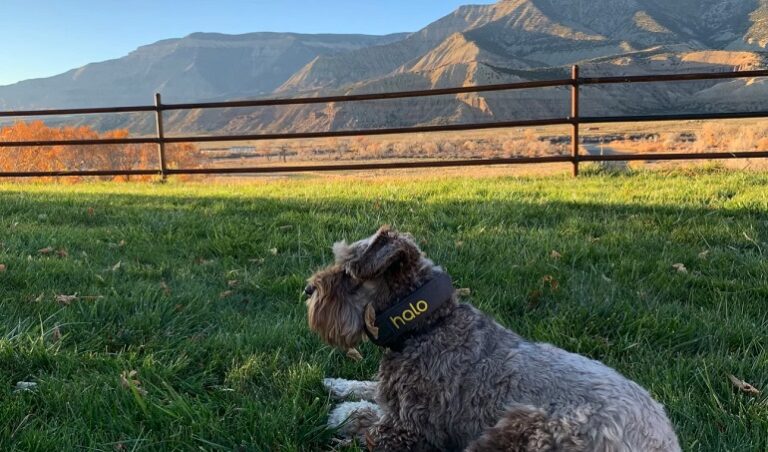 Best way to keep shop dog in yard without fence