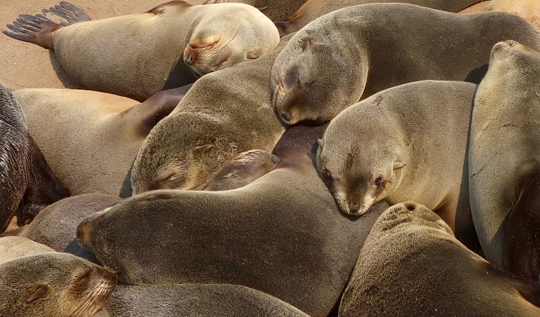 how long can penguins hold their breath