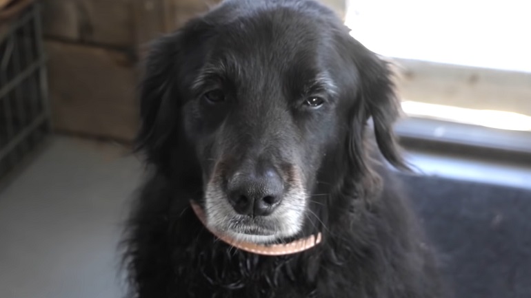 how to make a leather dog collar