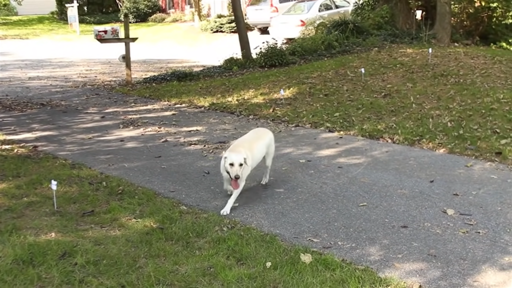 8 Best Invisible Dog Fences Reviewed 2022 WAF