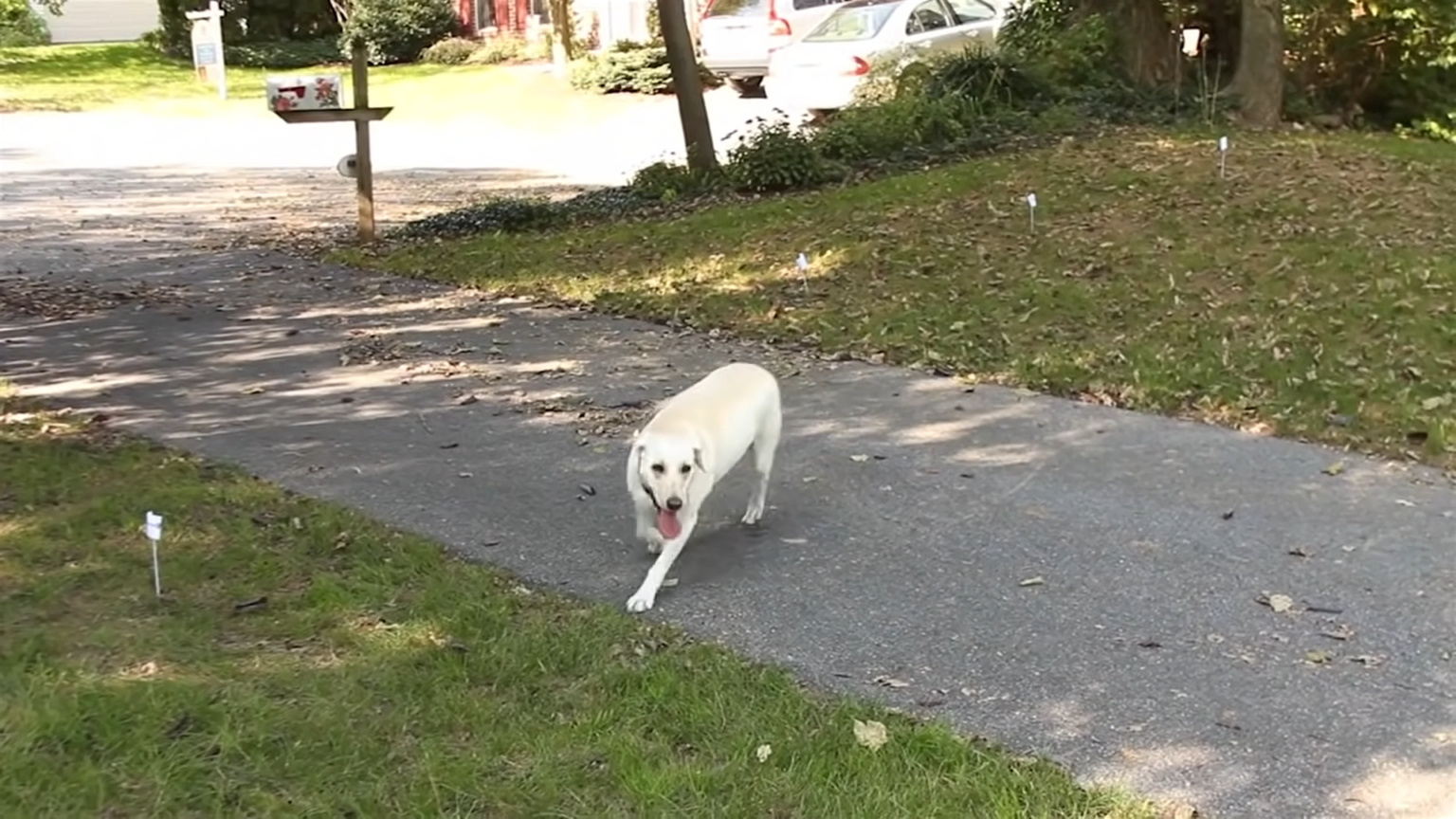 8 Best Invisible Dog Fences Reviewed 2022 WAF