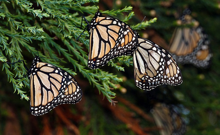 Butterflies – Beautiful, Breathtaking, And Bewitching