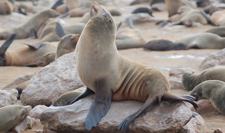 are seals as smart as dogs