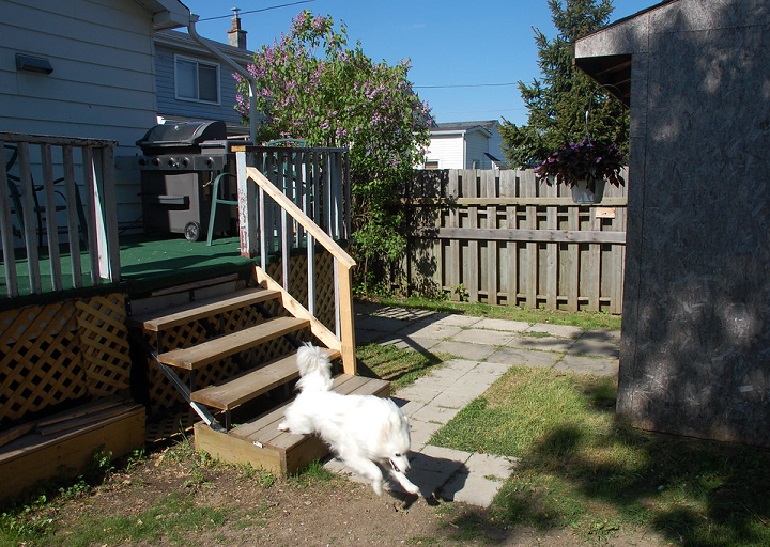 How to prevent dog from jumping over discount fence