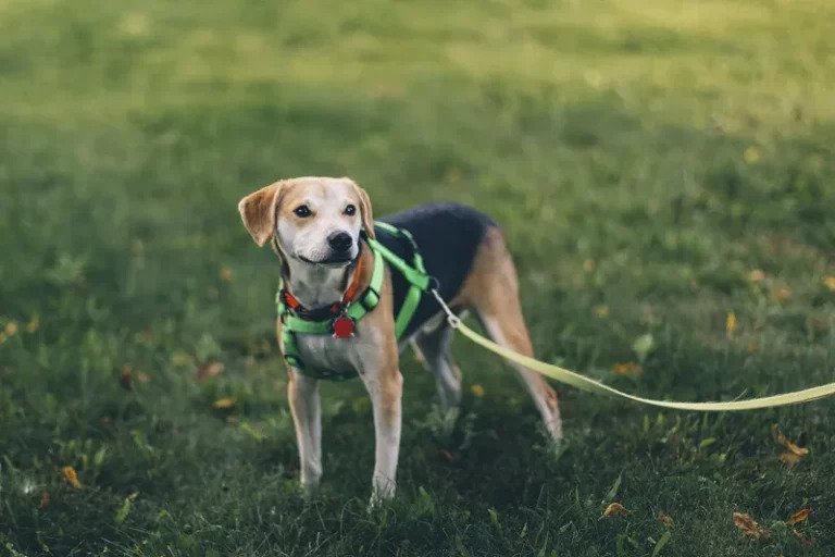 Harness to keep hotsell small dog in fence