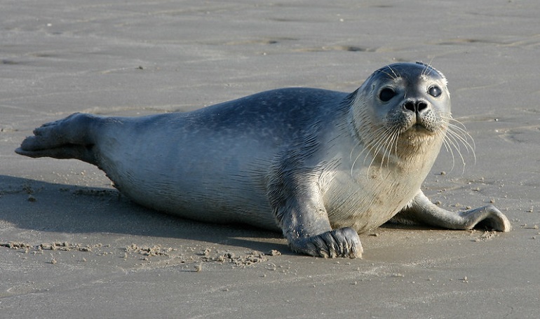 are seals as smart as dogs