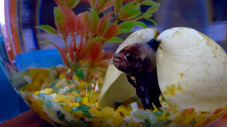 betta fish sitting on bottom of tank