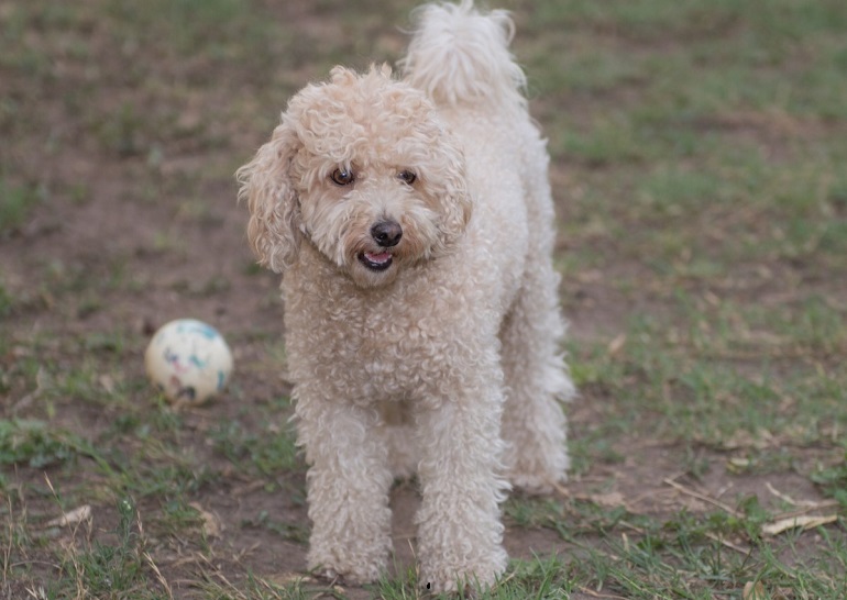 toy poodle size