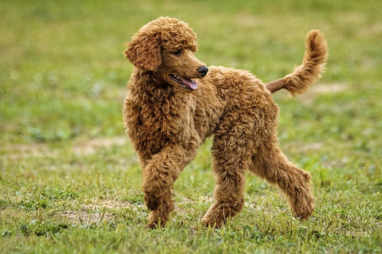 Big shop red poodle