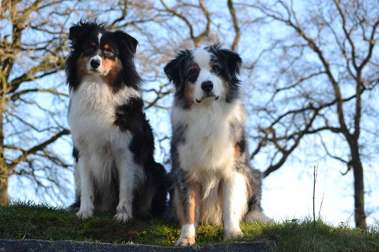 tri colored australian shepherd puppies