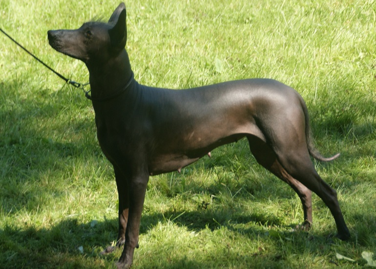 xoloitzcuintli with fur