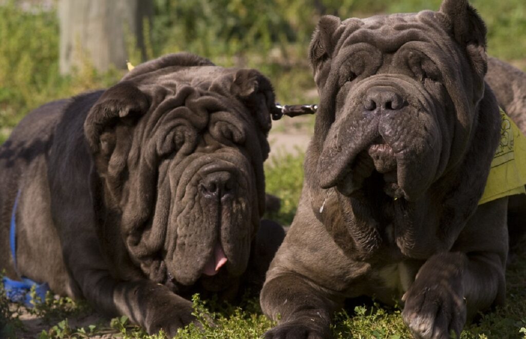 why do mastiffs have loose skin