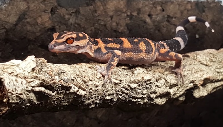 gecko a reptile