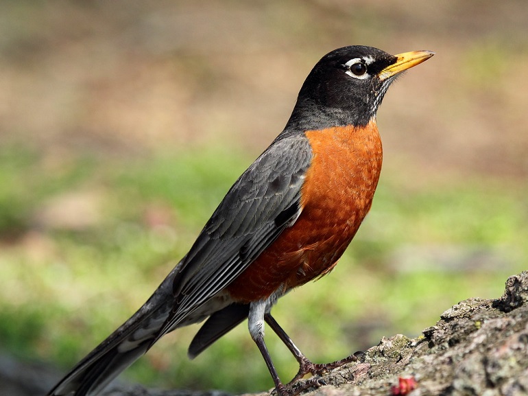 American Robin-