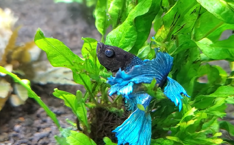 betta fish sitting at bottom of tank