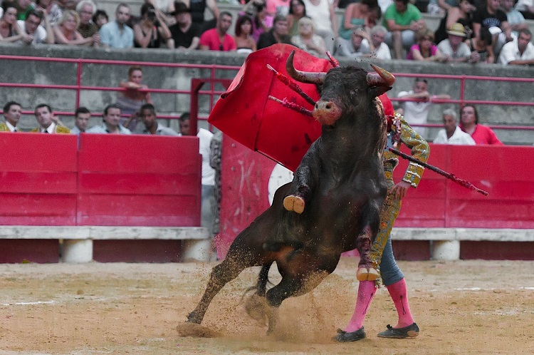 do matadors kill bulls