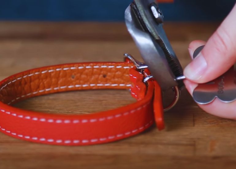 Dog collar with outlet tag attached