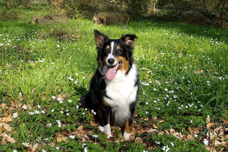 Black and white aussie sales shepherd