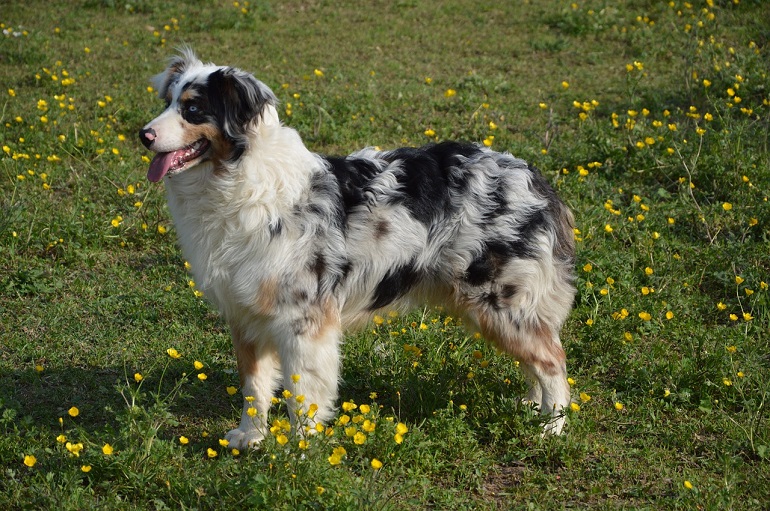 what were australian shepherds bred for