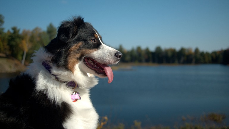 australian sheepdog