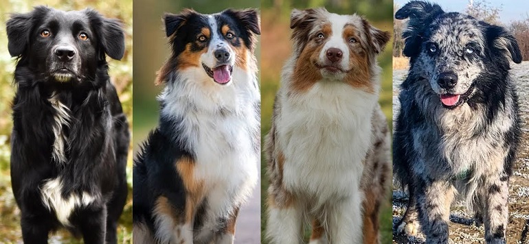 Border Collie vs. Australian Shepherd: Can You Spot the Differences?