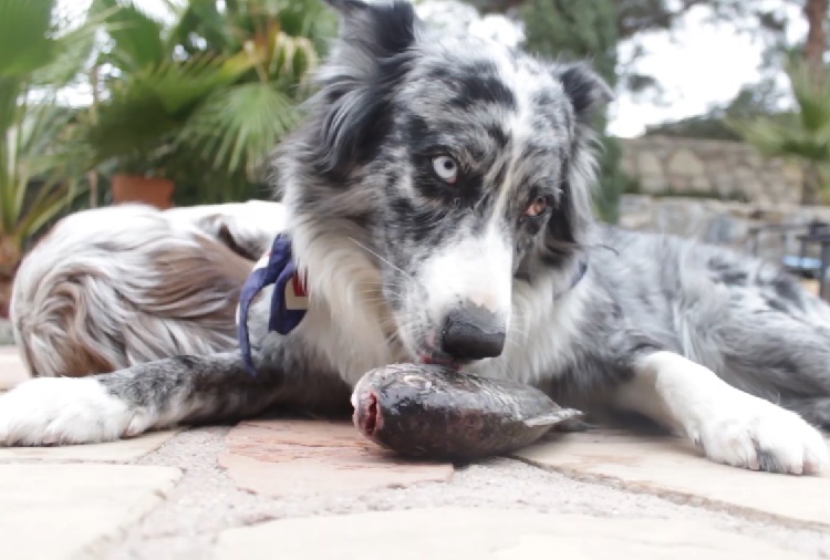 Gray merle australian sales shepherd