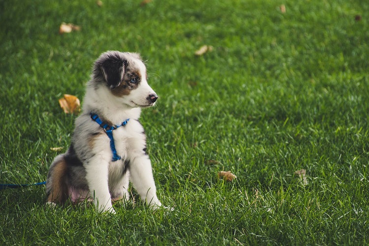 Ensuring Your Australian Shepherd Will Live a Longer, Fuller Life - Volhard  Dog Nutrition