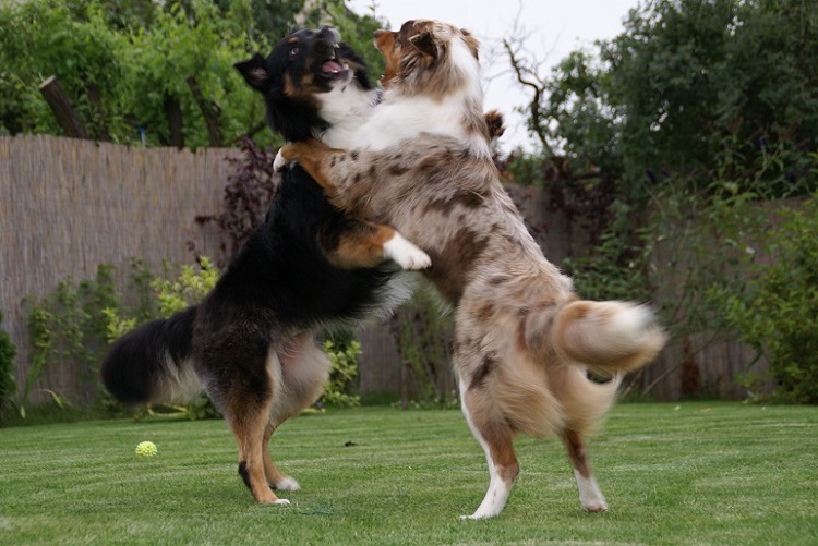 australian shepherd size comparison