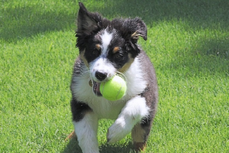 black australian shepherd