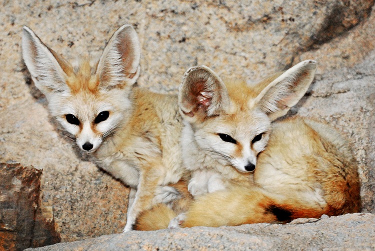 fennec fox hunting