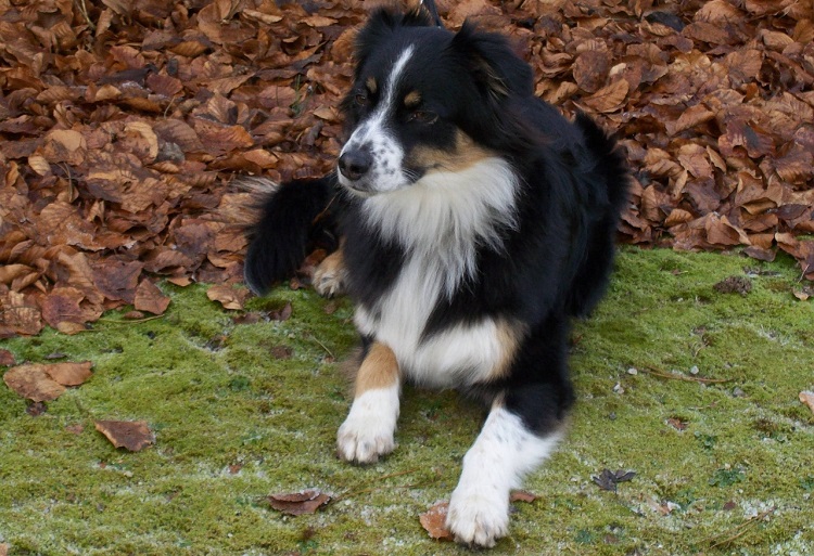 australian shepard